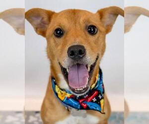 Mutt Dogs for adoption in Kennesaw, GA, USA