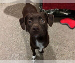 Chihuahua-Unknown Mix Dogs for adoption in Redwood City, CA, USA