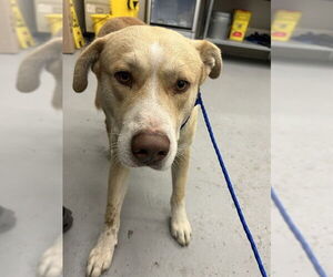 Labrador Retriever-Unknown Mix Dogs for adoption in Waco, TX, USA