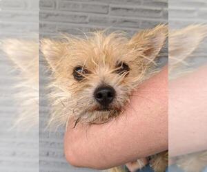 Medium Photo #1 Mutt Puppy For Sale in Canutillo, TX, USA