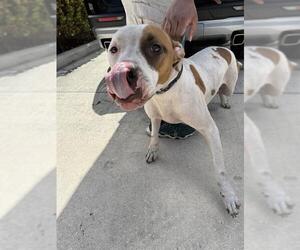 American Pit Bull Terrier Dogs for adoption in Fort Lauderdale, FL, USA
