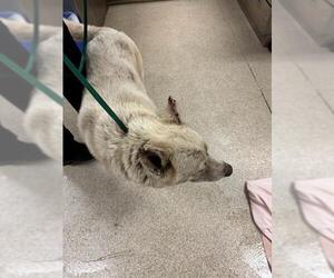 Siberian Husky-Unknown Mix Dogs for adoption in Riverside, CA, USA