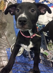 American Pit Bull Terrier-Labrador Retriever Mix Dogs for adoption in Wasilla, AK, USA