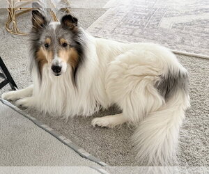 Collie Dogs for adoption in Belleuve, NE, USA