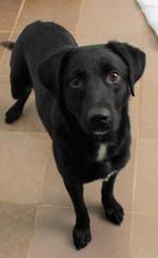 Labrador Retriever Dogs for adoption in Montpelier, VT, USA