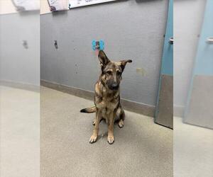 German Shepherd Dog-Unknown Mix Dogs for adoption in Las Vegas, NV, USA