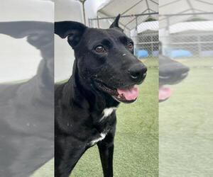 Labrador Retriever-Unknown Mix Dogs for adoption in Miami, FL, USA