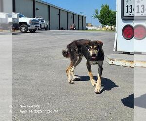 German Shepherd Dog-Unknown Mix Dogs for adoption in San Antonio, TX, USA