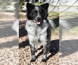 Border-Aussie Dogs for adoption in Palo Alto, CA, USA