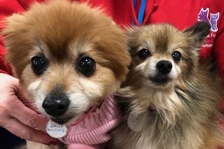 Pomeranian Dogs for adoption in Wheaton, IL, USA