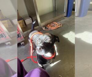 American Staffordshire Terrier-Basset Hound Mix Dogs for adoption in Santa Cruz, CA, USA