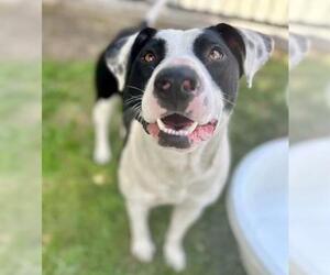 Bull Terrier Dogs for adoption in Riverside, CA, USA