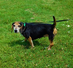 Medium Photo #1 Beagle-Unknown Mix Puppy For Sale in Tupelo, MS, USA