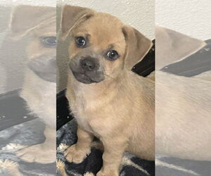 Pug-Unknown Mix Dogs for adoption in Rockaway, NJ, USA