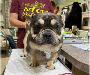Free-Lance Bulldog Dogs for adoption in Benton, LA, USA