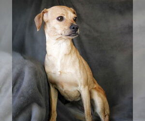 Chiweenie Dogs for adoption in Albuquerque, NM, USA