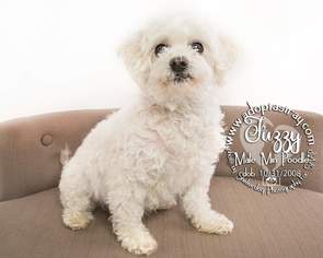 Maltipoo Dogs for adoption in Newport, KY, USA