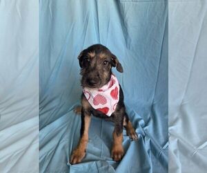 Mutt Dogs for adoption in NYC, NY, USA