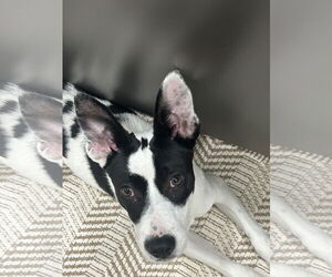 Border Collie Dogs for adoption in Chandler, AZ, USA