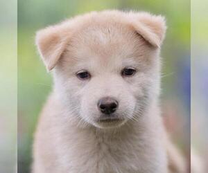 Siberian Husky-Unknown Mix Dogs for adoption in San Diego, CA, USA