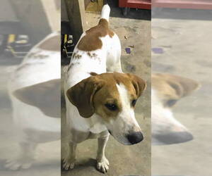 Pointer-Unknown Mix Dogs for adoption in Tyler, TX, USA