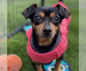 Dachshund Dogs for adoption in San Pablo, CA, USA