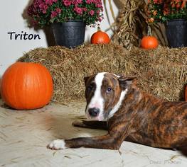 Bull Terrier Dogs for adoption in Beckley, WV, USA