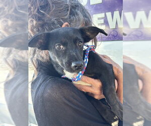 Chihuahua-Unknown Mix Dogs for adoption in Modesto, CA, USA