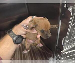 American Staffordshire Terrier-Unknown Mix Dogs for adoption in Houston, TX, USA