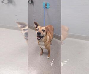 Labrador Retriever-Unknown Mix Dogs for adoption in Las Vegas, NV, USA