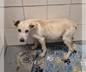Labrador Retriever Dogs for adoption in Corpus Christi, TX, USA
