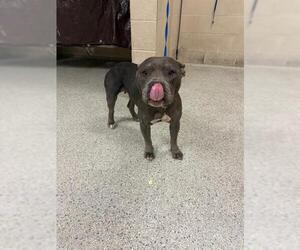 Staffordshire Bull Terrier-Unknown Mix Dogs for adoption in Conroe, TX, USA