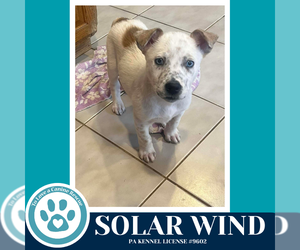 Siberian Husky-Unknown Mix Dogs for adoption in Kimberton, PA, USA