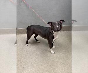American Pit Bull Terrier-Unknown Mix Dogs for adoption in Las Vegas, NV, USA