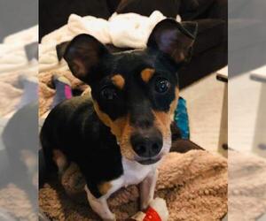 Rat Terrier Dogs for adoption in Gilberts, IL, USA