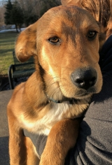 Mutt Dogs for adoption in Forest Lake, MN, USA
