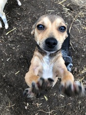 Chiweenie Dogs for adoption in VACAVILLE, CA, USA