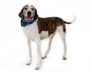 English Coonhound Dogs for adoption in St. Cloud, FL, USA