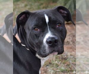 American Staffordshire Terrier-Unknown Mix Dogs for adoption in Nashville, IN, USA