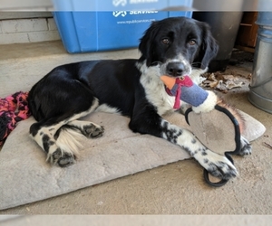 Border Collie-Unknown Mix Dogs for adoption in Madison, AL, USA