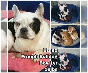 Small French Bulldog