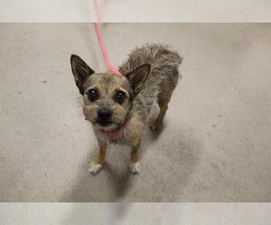 Norwich Terrier Dogs for adoption in Modesto, CA, USA
