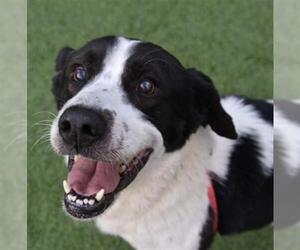 Border Collie Dogs for adoption in Clyde, NC, USA