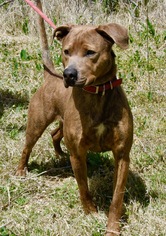 American Pit Bull Terrier-Labrador Retriever Mix Dogs for adoption in Payson, AZ, USA