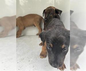 Labrador Retriever-Unknown Mix Dogs for adoption in Houston, TX, USA