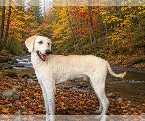 Labradoodle Dogs for adoption in Raleigh, NC, USA
