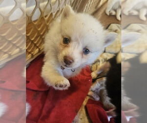 Pomimo Dogs for adoption in Princeton, MN, USA