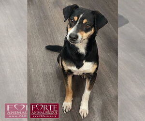 Rat Terrier-Unknown Mix Dogs for adoption in Marina del Rey, CA, USA