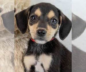 Beagle-Unknown Mix Dogs for adoption in Kennesaw, GA, USA