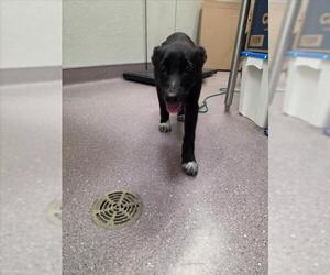 Borador Dogs for adoption in Tracy, CA, USA